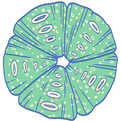 Quel coton-tige réutilisable choisir ? Comparatif What What